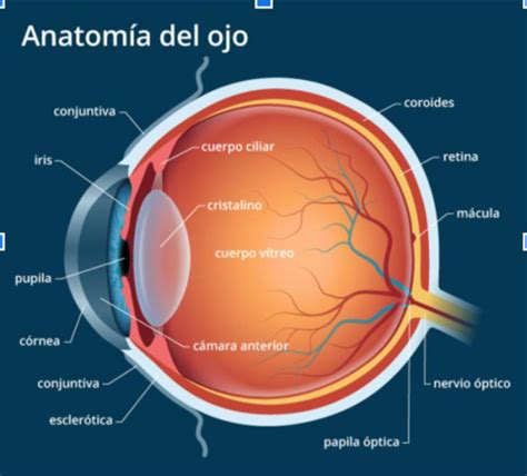 Trasplante De C Rnea Flashcards Quizlet