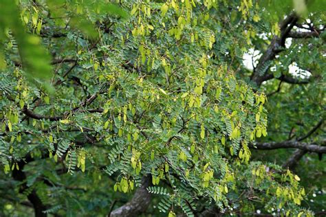 Tipuana Tree With Seeds Free Stock Photo - Public Domain Pictures