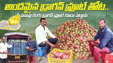 Dragon Fruit Farming In Telugu డరగన ఫరట తట How To Start Dragon