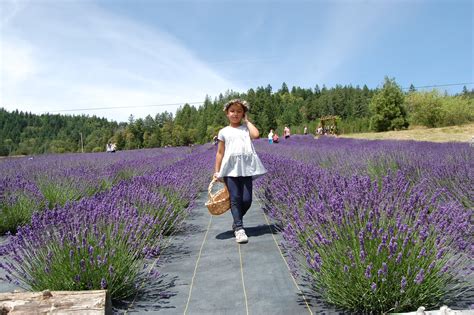 Southern Oregon Lavender Festival