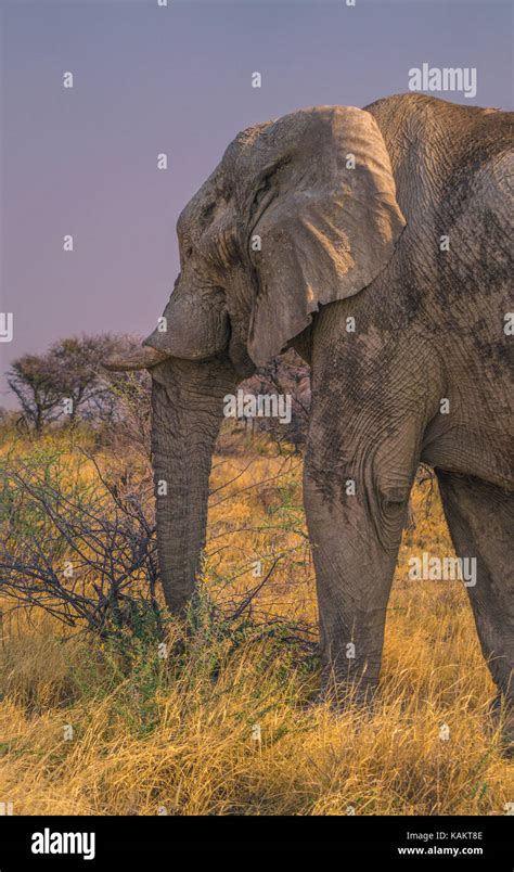 African Elephant in Savanna Stock Photo - Alamy