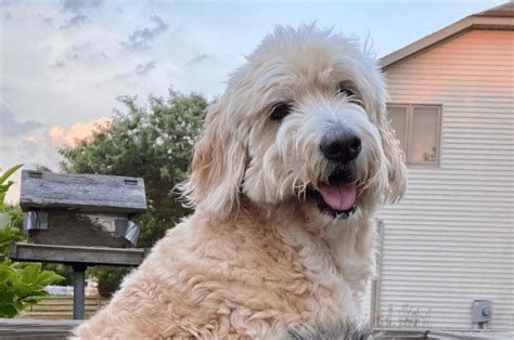 Full Grown Golden Aussiedoodle Atelier Yuwaciaojp