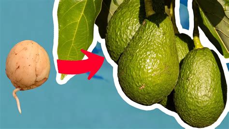 Avocado Pflanzen Ohne Zahnstocher Einfach Durch Kern Vermehren YouTube