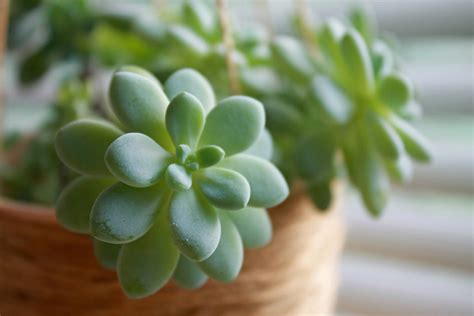 Propagating Succulents In Water Kellogg Garden Organics