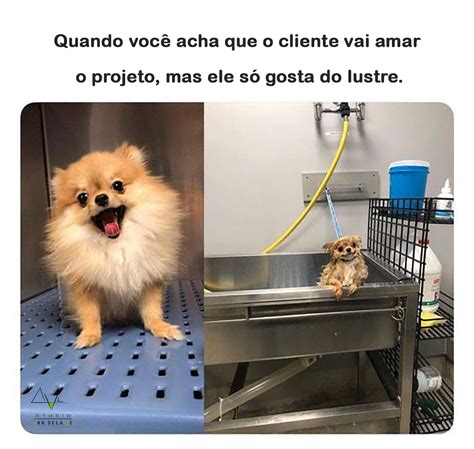 Espectativa x Realidade Memes de animais hilários Bebês engraçados