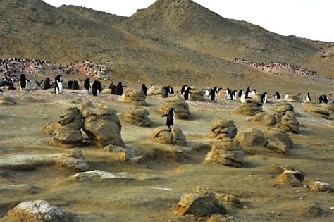 Seymour Island Alchetron The Free Social Encyclopedia