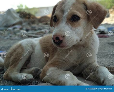 Cute Puppy Of Stray Dogs In India Stock Photo Image Of Great Lovely