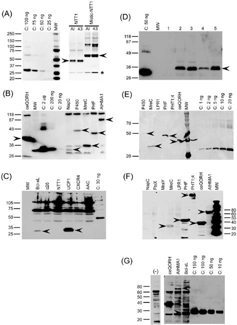 Examples Of Western Blot Analysis Of Cell Extracts From The Different