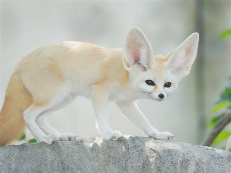 15 Fennec Fox Facts For Kids Explore The Enchanting World Of Desert