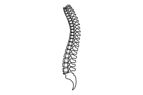 Spine Icon Outline Style By Anatolir56 TheHungryJPEG