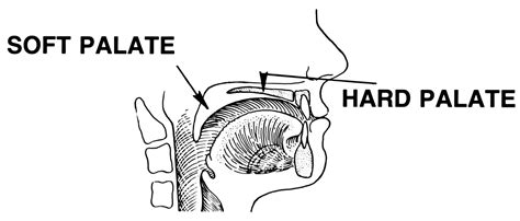 Paladar Anatomía Concise Medical Knowledge