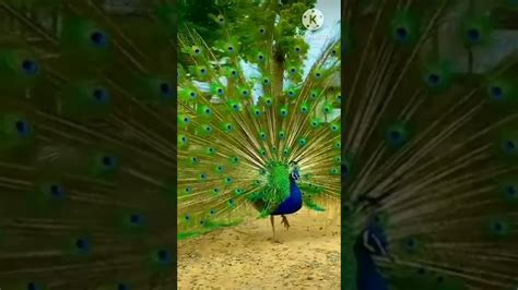 Beautiful Peacock Dance In Village Shorts Youtube