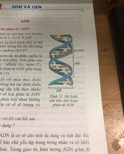 Hướng Dẫn Cách Vẽ Mô Hình Cấu Trúc Adn đơn Giản Và Chi Tiết