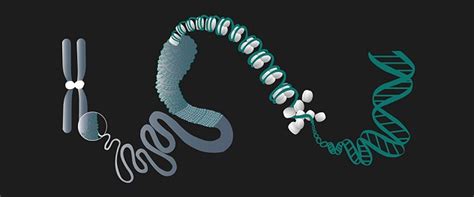 Overview Genome Maintenance And Chromatin Plasticity In Cancer