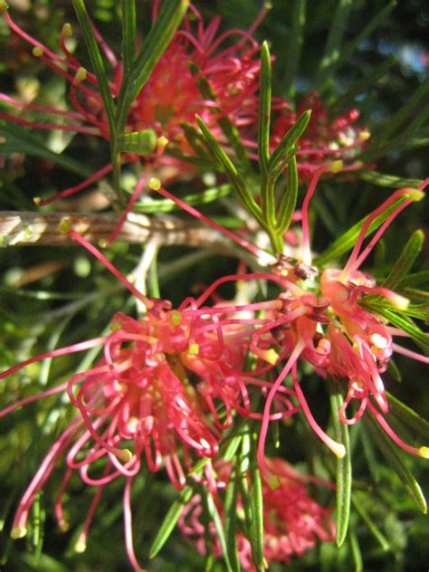 Grevillea Winpara Gem In 68mm Super Tube Trigg Plants