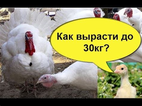 КАК ПРАВИЛЬНО КОРМИТЬ ИНДЮШАТ, чтобы они выросли до 30 кг. Купить ...
