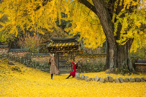 Busan Autumn Leaves Random Tour In Fall Seoul Pass