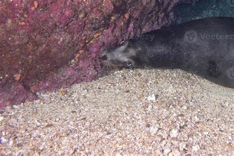 sea lion underwater looking at you 20179977 Stock Photo at Vecteezy