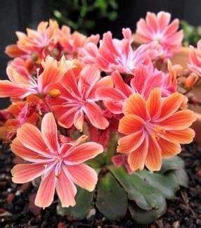 Lewisia Cotyledon Sunset StrainFlowers Seeds Yellow Great In