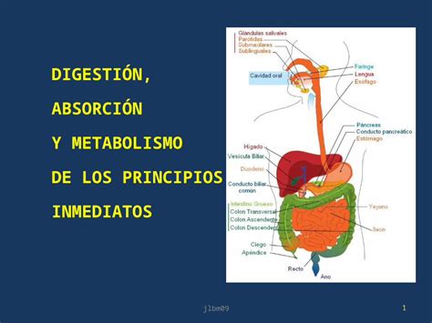 Ppt Digesti N Y Absorcion De Carbohidratos Dokumen Tips