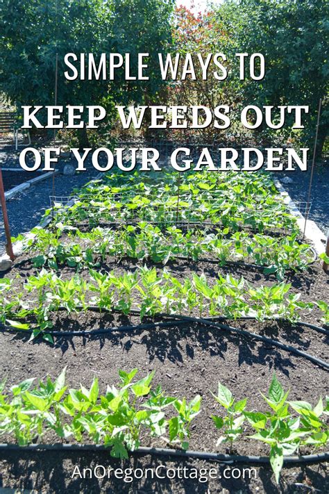 How To Keep Weeds Out Of The Garden Managing Weeds Artofit