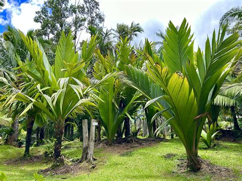 Marojejya Darianii Leilani Estates Hawaii Amazing Palm Kyle