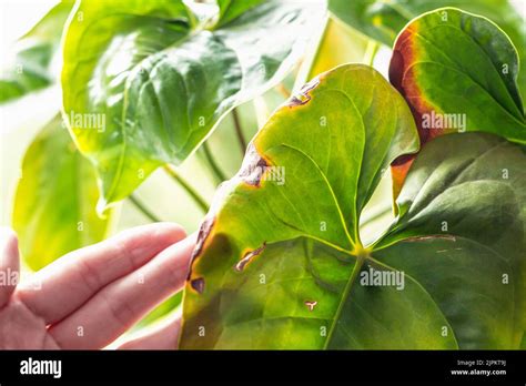 Leaves Diseases Of Anthurium Leaves Have Brown Spots And Dry Leaf