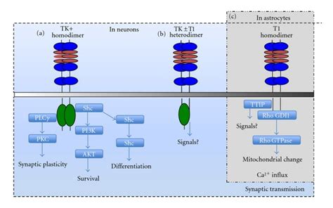 Schematic Diagram Summarizing The Known Possible Trkb Signalling