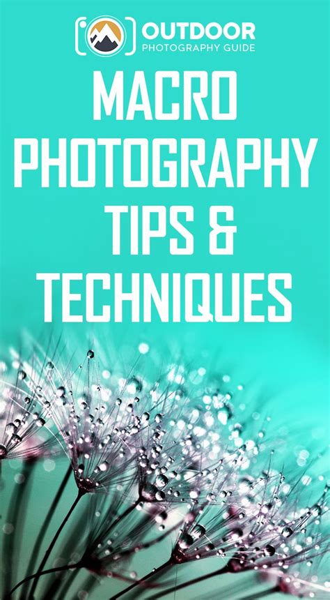 Macro Photography Tips and Techniques