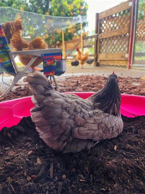 Easy Chicken Dust Bath Recipe Your Chickens Will Love Tropicalchicki