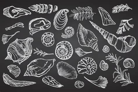 Set Of Chalk Sketch Seashells And Plants On Black Board Hand Drawn