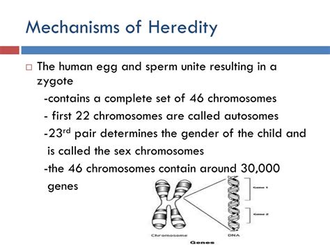 Ppt Biological Foundations Heredity Prenatal Development And Birth