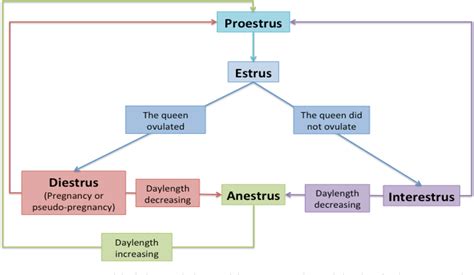 Figure 1 from Reproductive physiology of the female cat | Semantic Scholar