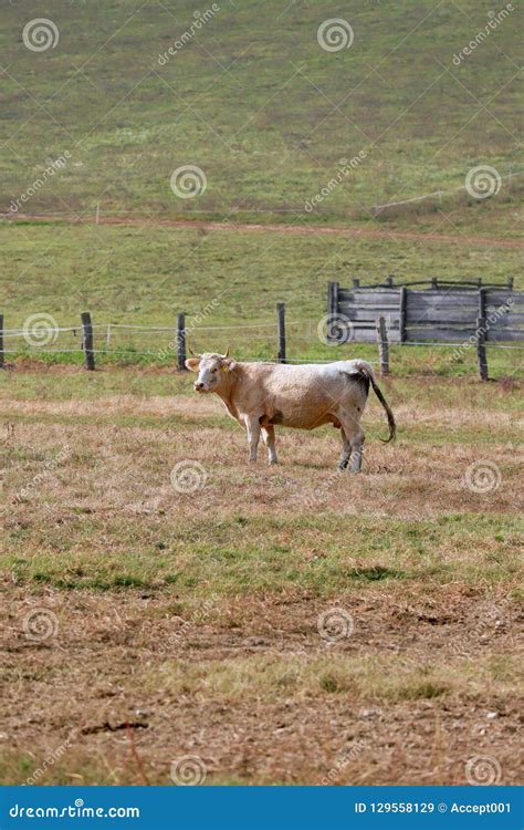 Herd Of Cows Grazing On The Hilltop Stock Image Image Of Mammal