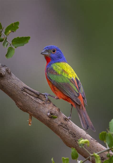 024 Painted Bunting Passerina Ciris Texas SEVENSEAS Media