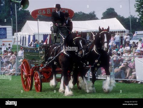 Shire Horses Pulling A Dray At The Royal Richmond Horse Show Richmond