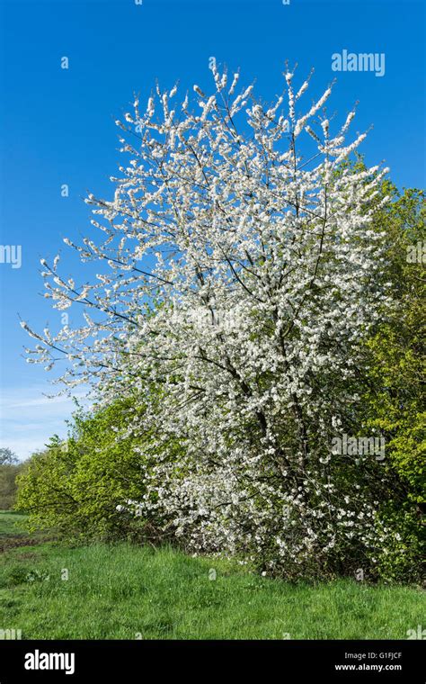 Bird Cherry Prunus Padus In Blossom This Is A Small Wild Native