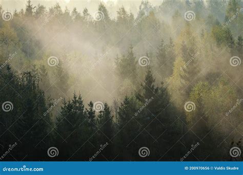 Splendido Sorgere Di Un Sole Colorato Su Una Fitta Foresta Fotografia
