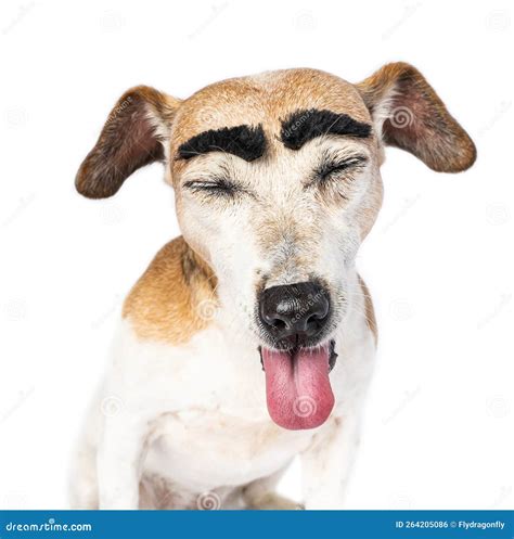 Silly Funny Dog Face with Big Black Eyebrows with Closed Eyes Stock Photo - Image of cool ...