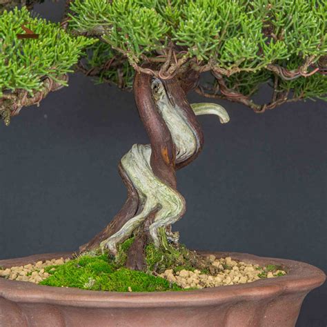 Juniperus Chinensis Var Itoigawa IAB 0565 In Arte Bonsai