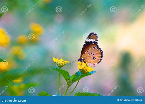 Gros Plan Du Tigre Ordinaire Danaus Chrysippus Papillon Reposant Sur La