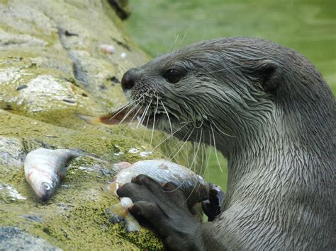 Otter Feeding Time by kazuma52 on DeviantArt