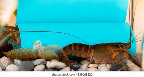 167 Shrimp molting Images, Stock Photos & Vectors | Shutterstock