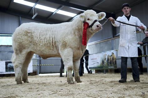 In Pictures Elite Charolais Heifer Sale Peaks At 14 500 30 November