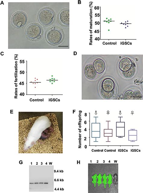 Offspring Production Of Functional Oocytes From Igsc Differentiation In