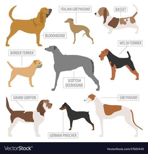 Best hunting dog | Hunting dogs breeds, Dogs, Dog breeds