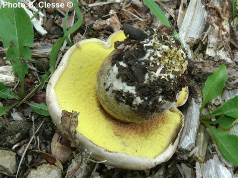 Boletus Radicans Caloboletus Radicans B Clesse F Meigniez A