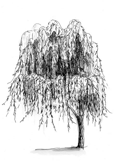 Drawings Of Trees Behance