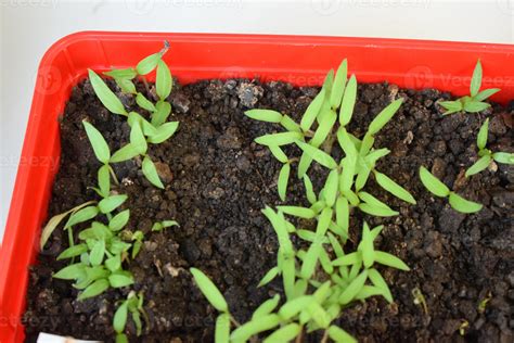 young Paprika Plants 23010567 Stock Photo at Vecteezy