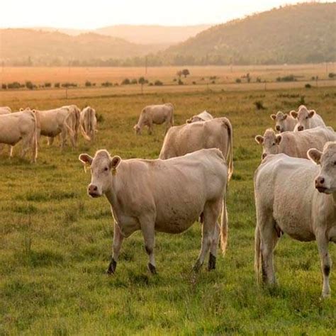 Qu Significa So Ar Con Vacas Interpretacion De Sue Os